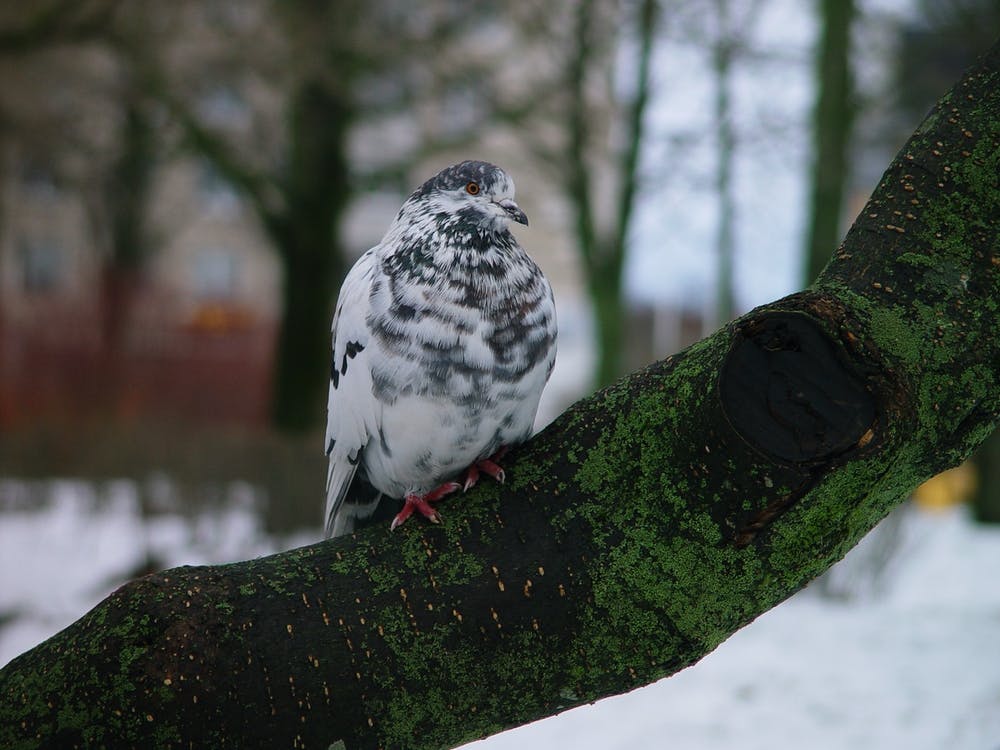 Pigeon On A Branch 2