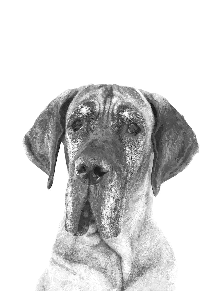 Black and White Alano Watercolor