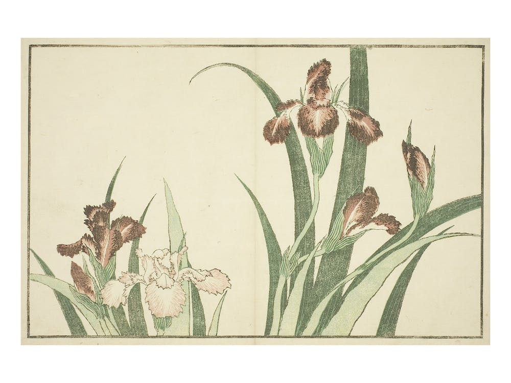 Iris From The Picture Book Of Realistic Paintings Of Hokusai