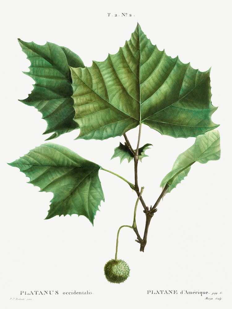 American Sycamore, Pierre Joseph Redoute