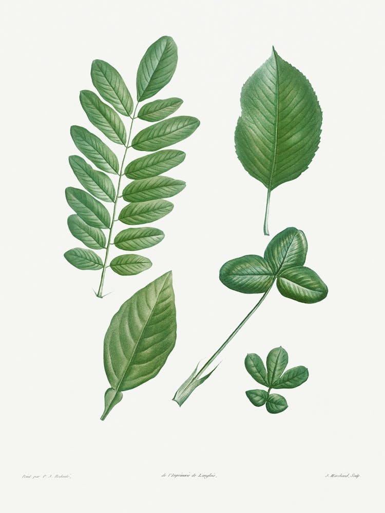 Tree Leaf Set, Pierre Joseph Redoute