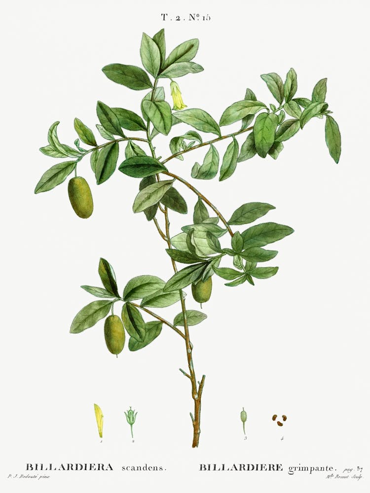 Apfelbeere, Pierre Joseph Redoute