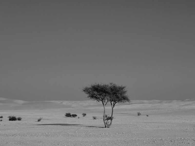 Alone In The Desert