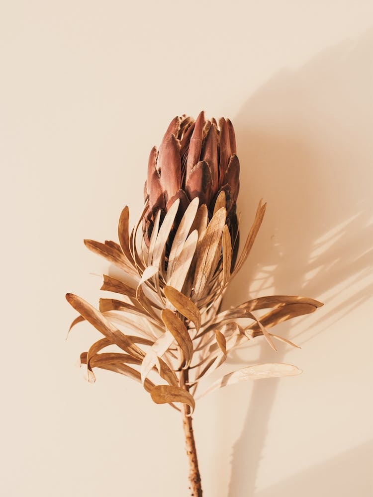 Protea Flower