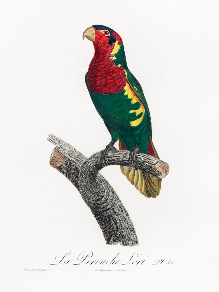 The Blue Headed Lorikeet (Trichoglossus Haematodus) From Natural History Of Parrots, Francois Levaillant