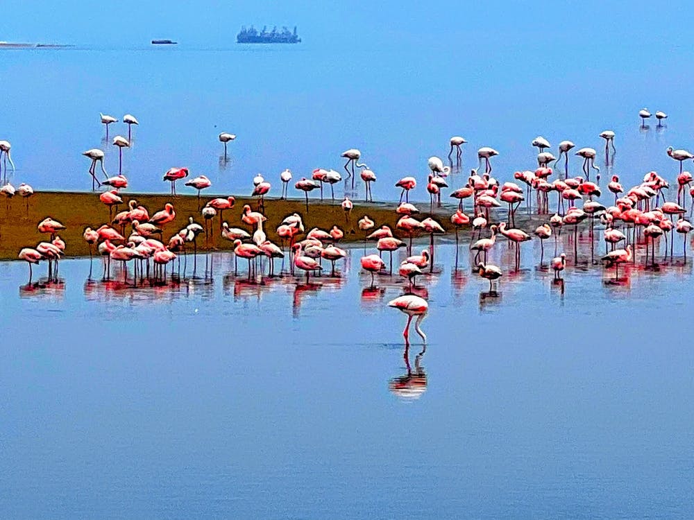 Pink Flamingos in Walvis Bay Namibia (Africa Series)