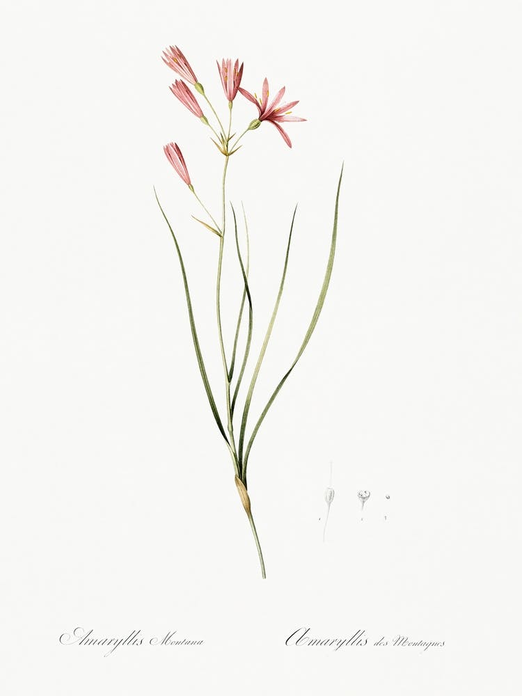 Amaryllis Montana Illustration From Les Liliacées (1805), Pierre Joseph Redoute
