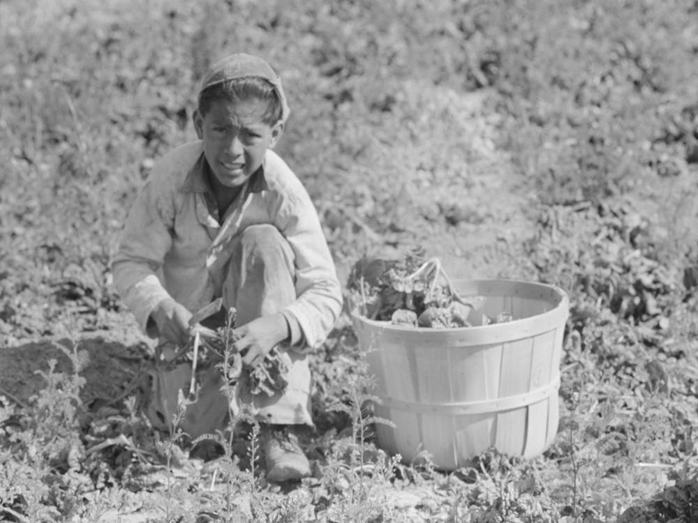 Untitled Photo, Possibly Related To Mexican Spinach Cutter Inspecting Spinach For Dead Leaves, La Pryor