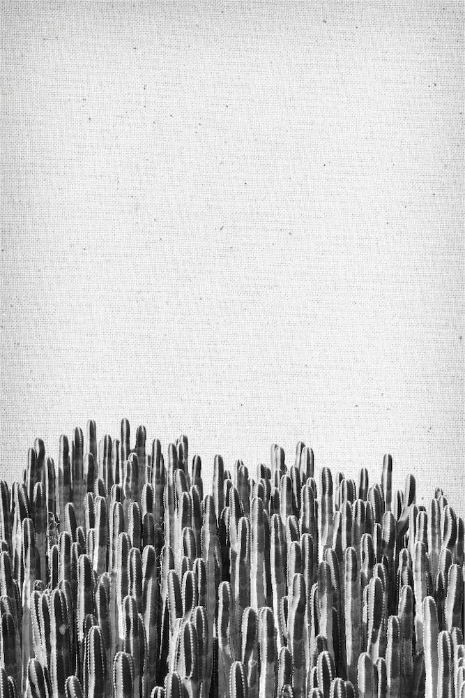 Cacti III