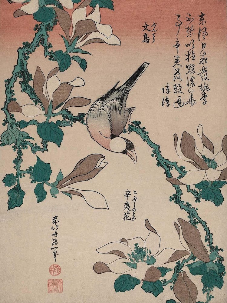 Java Sparrow And Magnolia