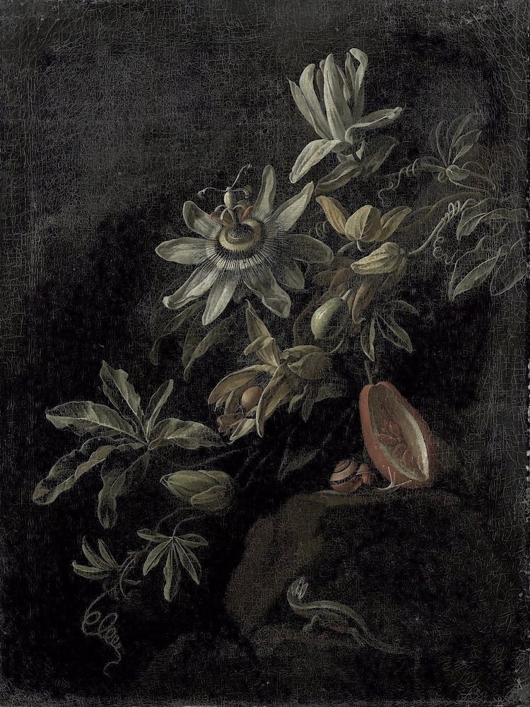 Passion Flower On A Rock