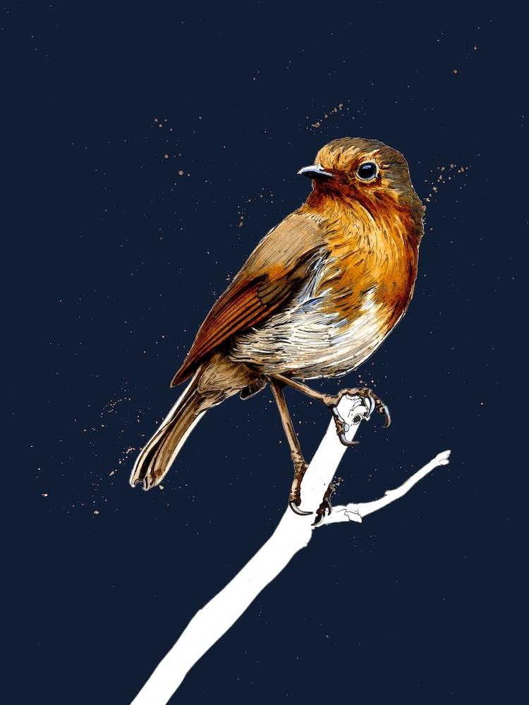 The Robin On Midnight Blue