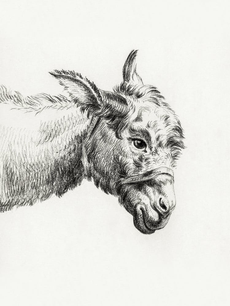 Head Of A Donkey, Jean Bernard