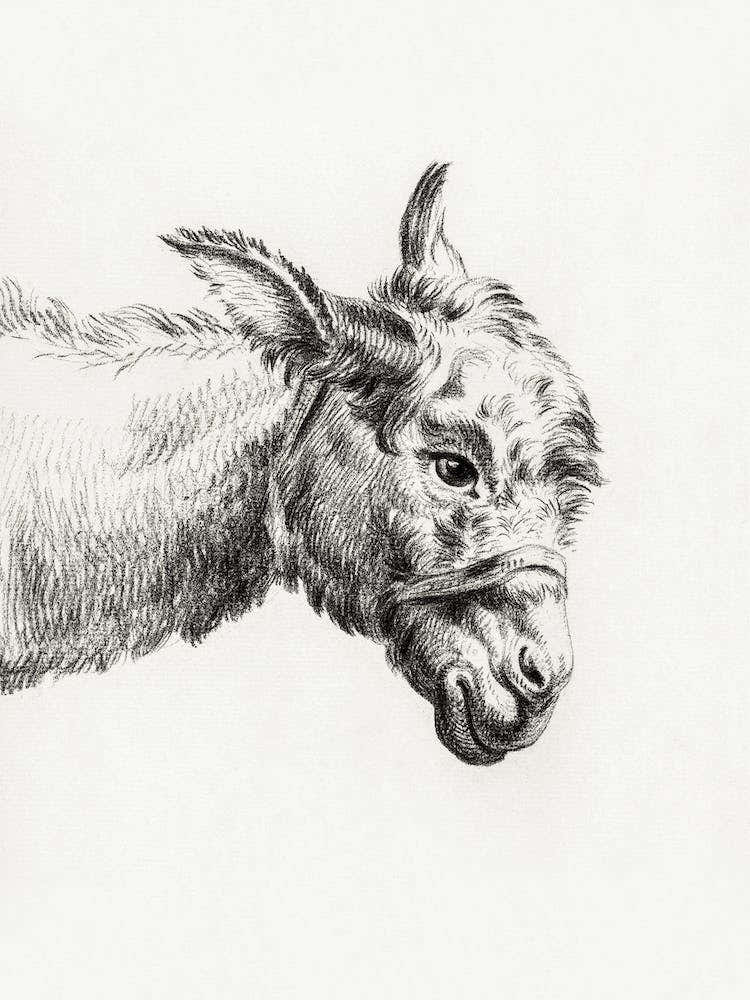 Head Of A Donkey, Jean Bernard