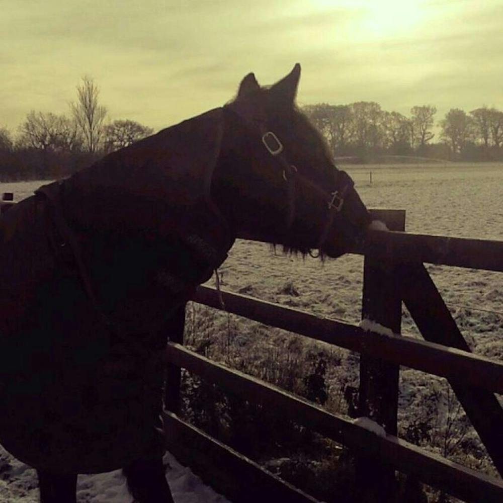 Frosty Morning