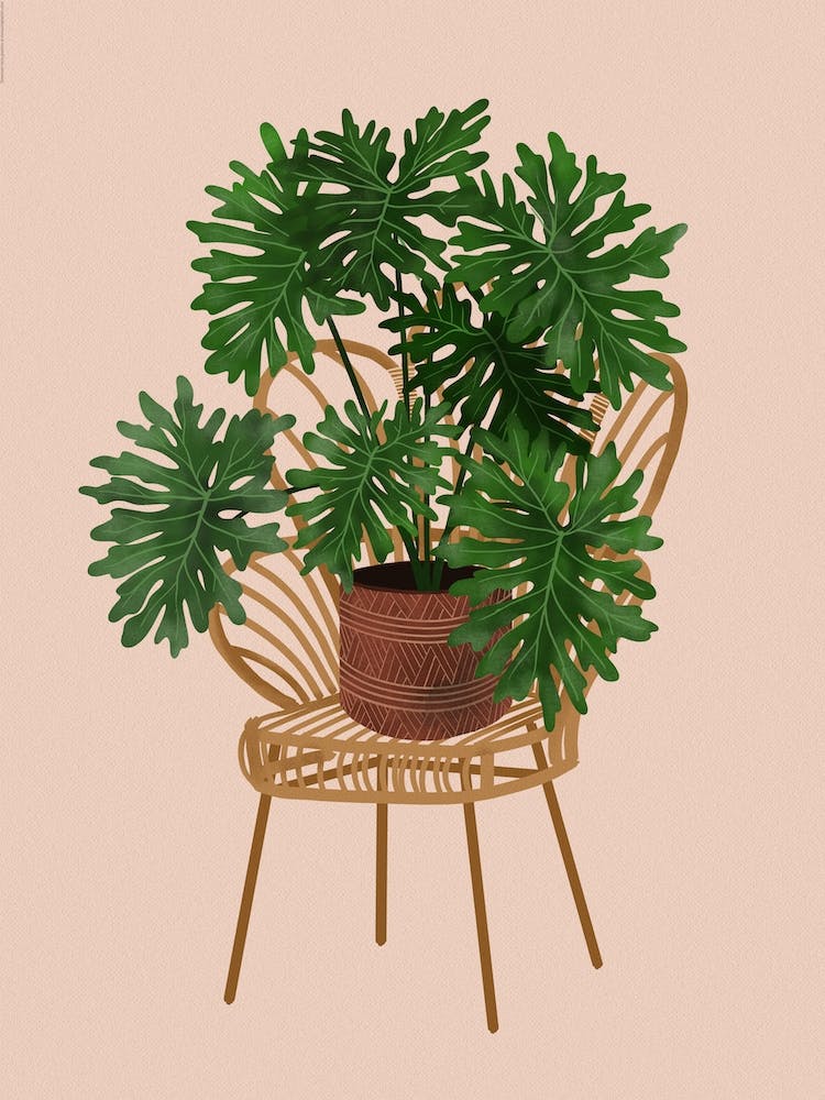 Philodendron Xanadu On A Chair