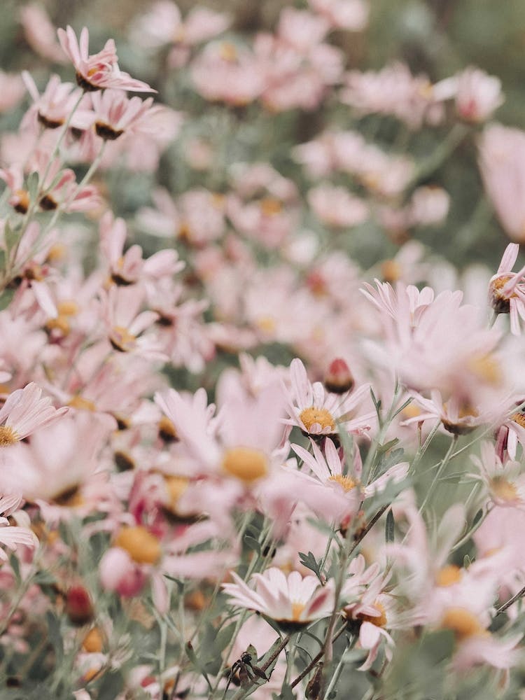 An Abundance Of Pink