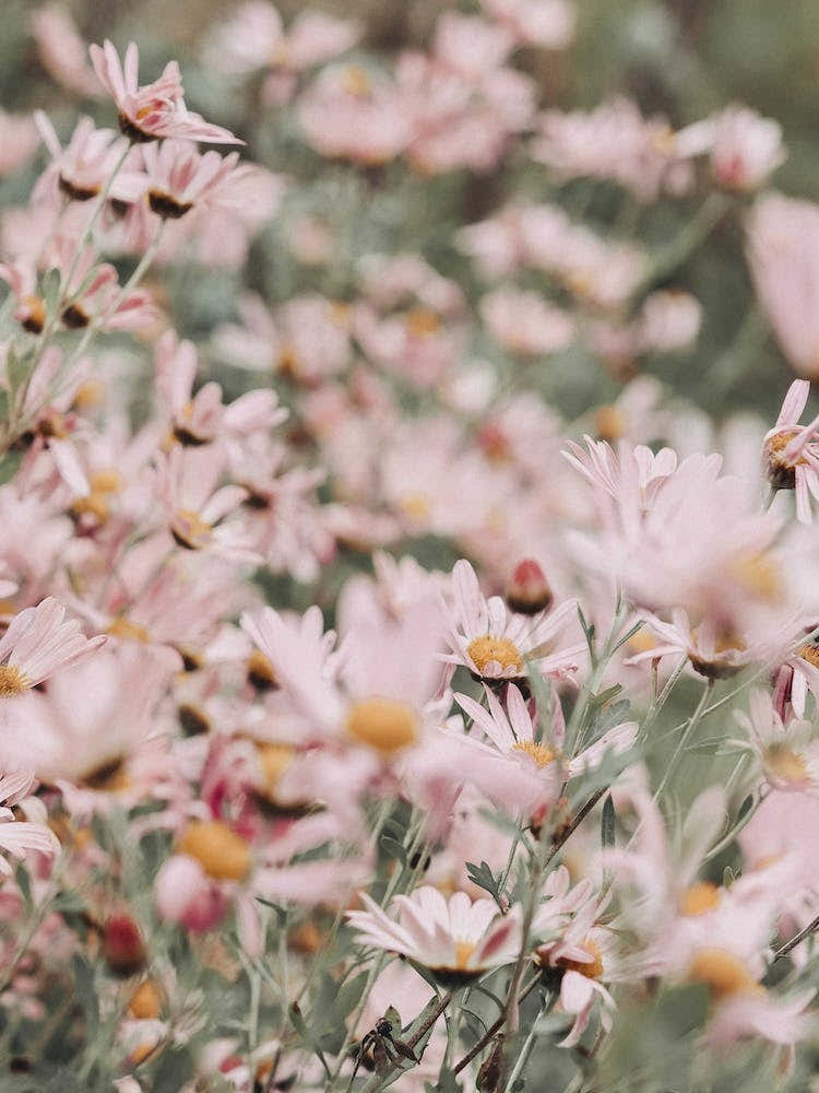 An Abundance Of Pink