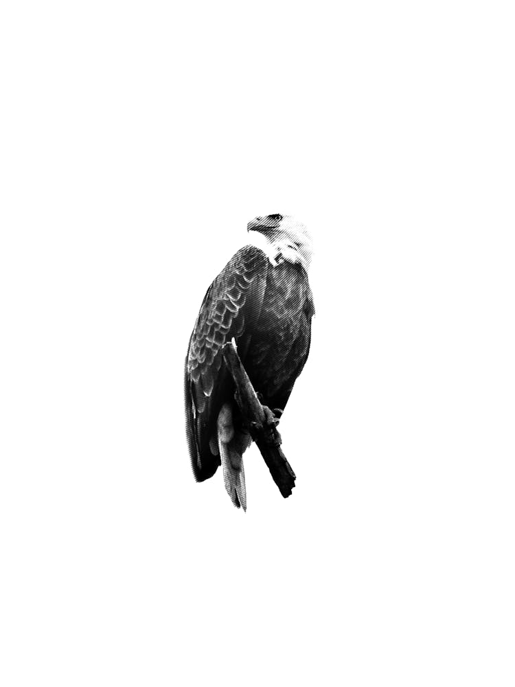 Bald Eagle Perched Digital Illustration