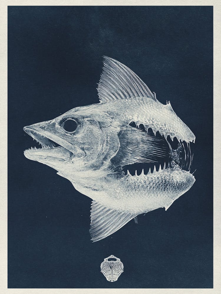 Fish With Teeth