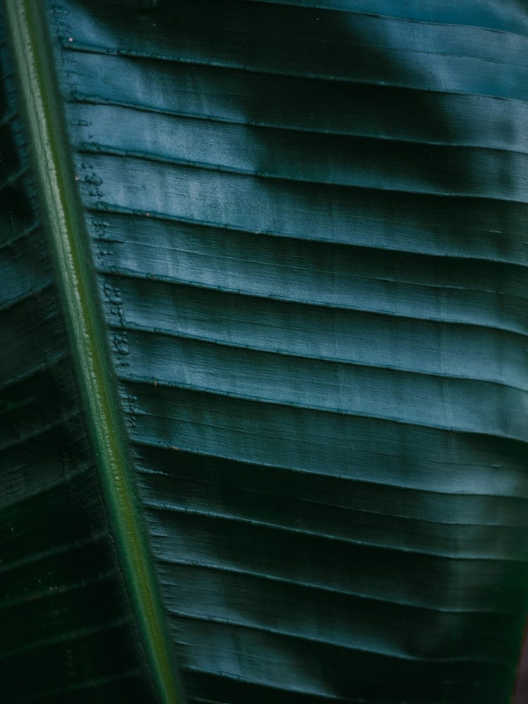 Botanical Detail
