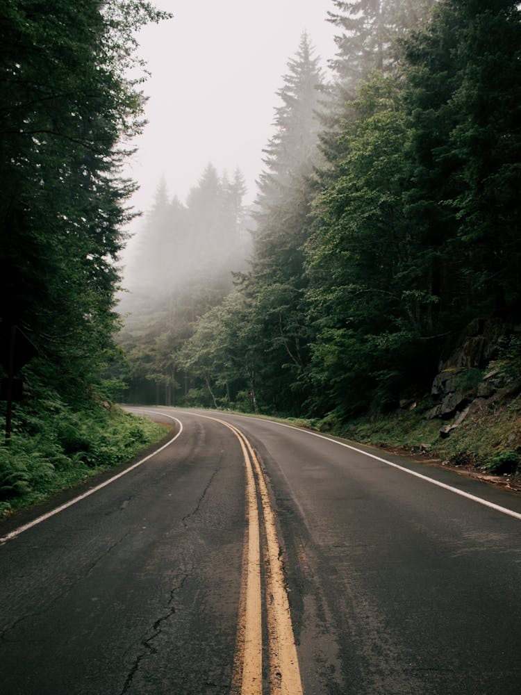 PNW Forest Road