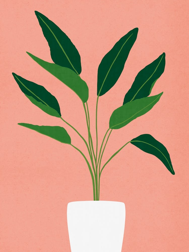 Cactus plant 8