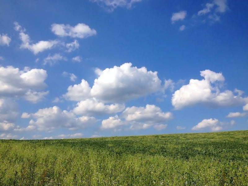 Cloudy Sky over Meadow