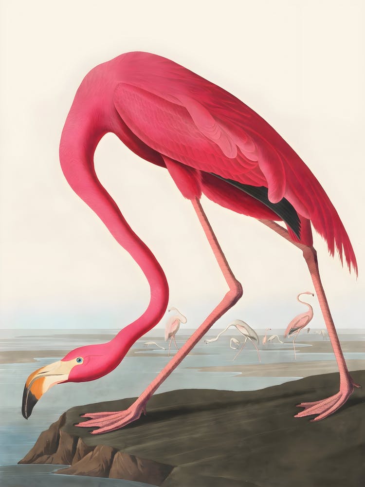 Pink Flamingo From Birds Of America by John James Audubon (1827), Etched By Robert Havell