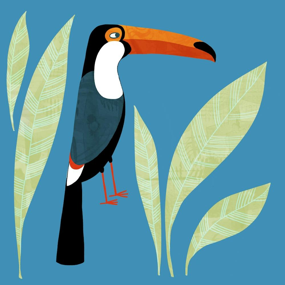 Toucan