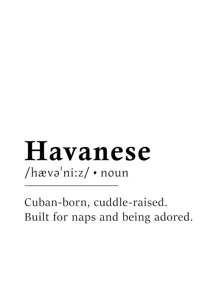 Havanese Affiche de Définition - Dictionnaire
