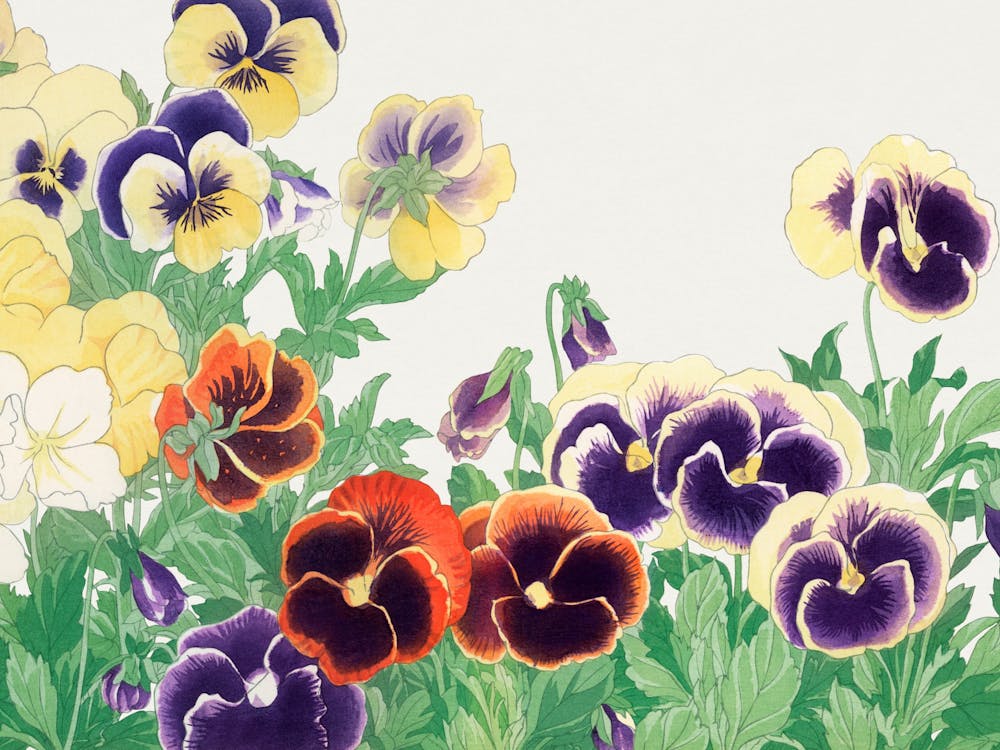 Pansies 1