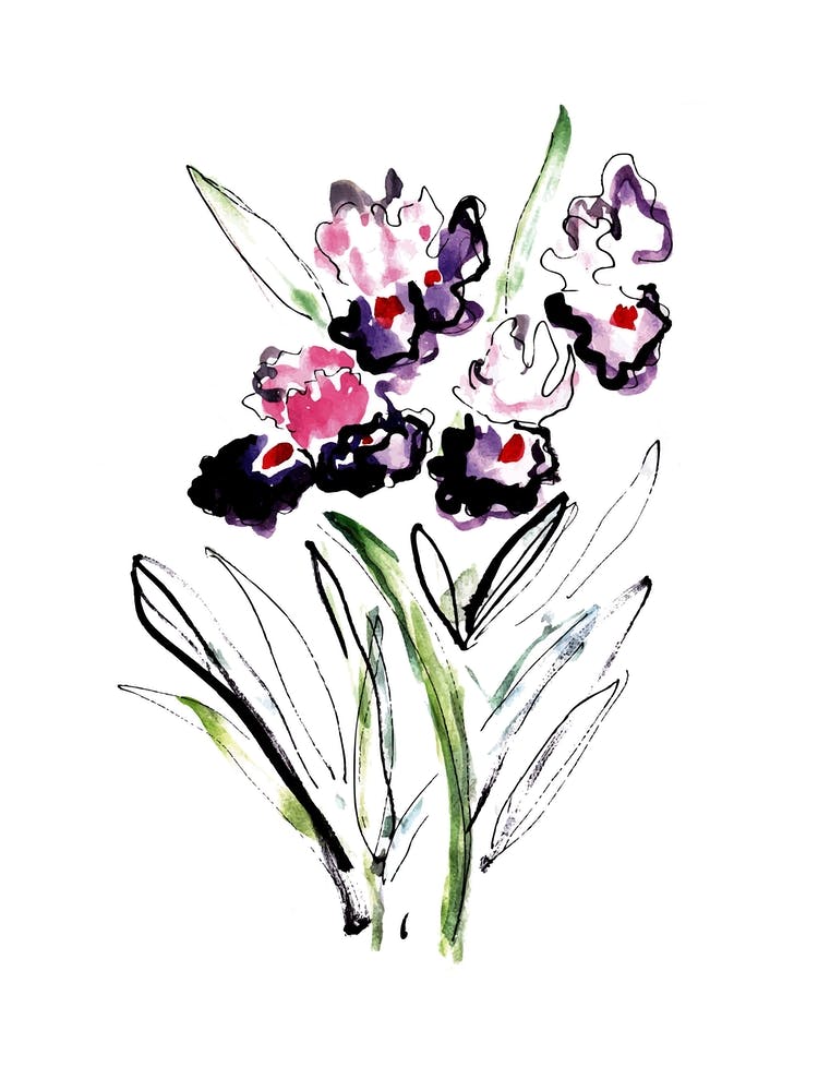 Iris Flower