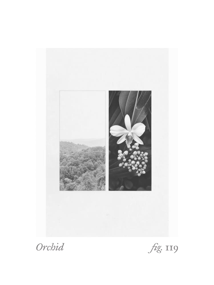 Orchid Botanical Collage 1