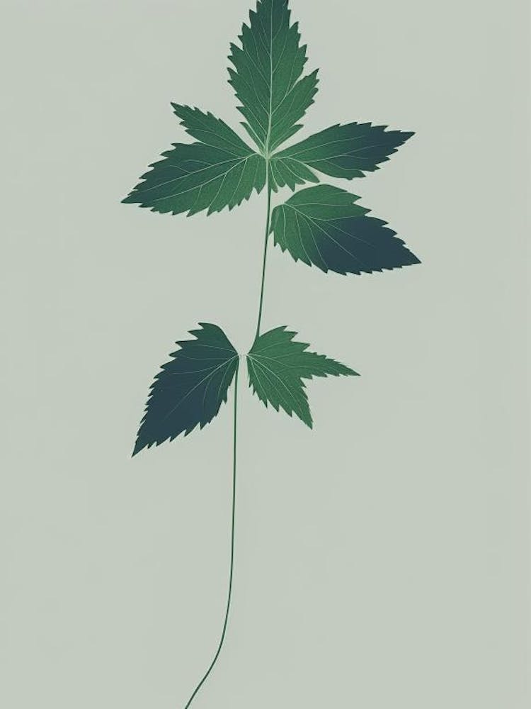 Nettle Herb Simplicity