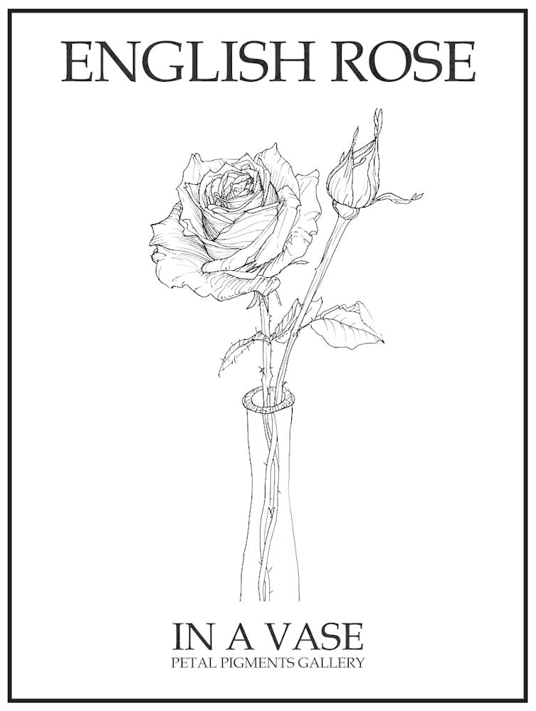 English Rose In A Vase Line Drawing 1 Poster