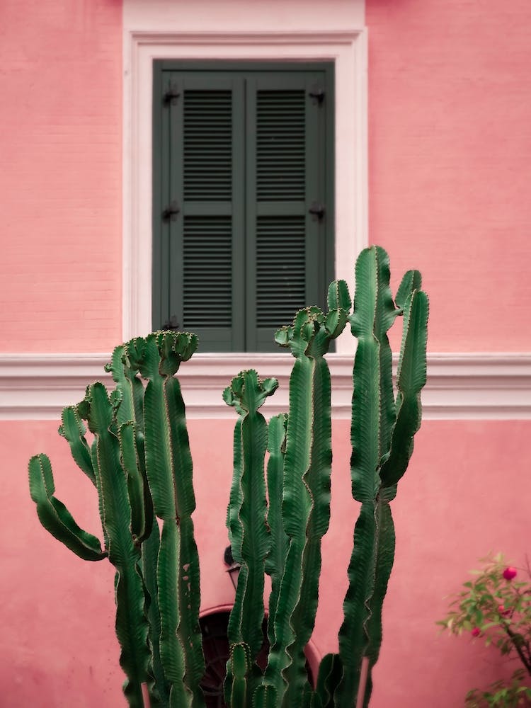 Cactus In Pink