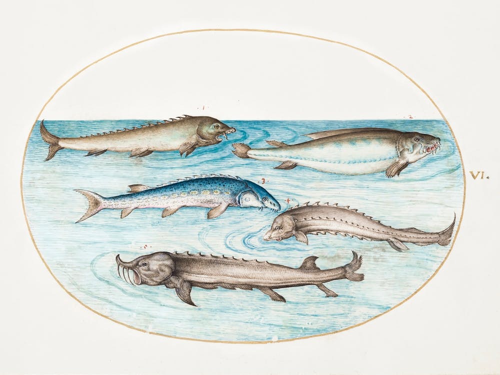 Catfish And Sturgeon (1575–1580), Joris Hoefnagel
