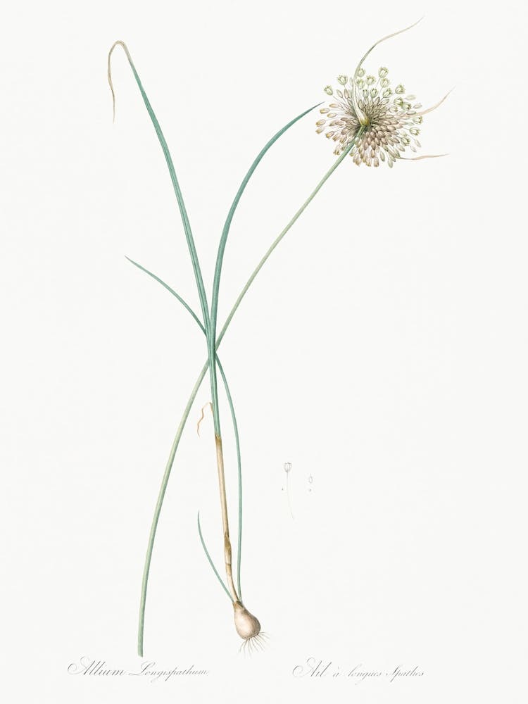 Pale Garlic, Pierre Joseph Redoute