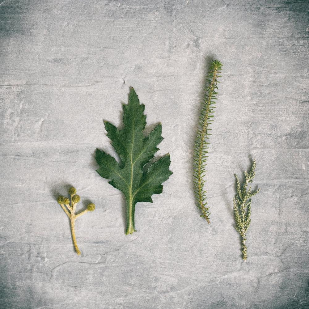 Fynbos On Grey Square