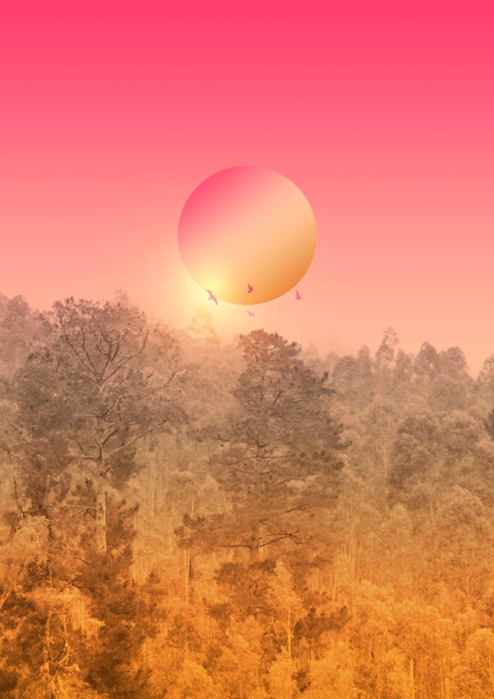 Big Sun In The Woods