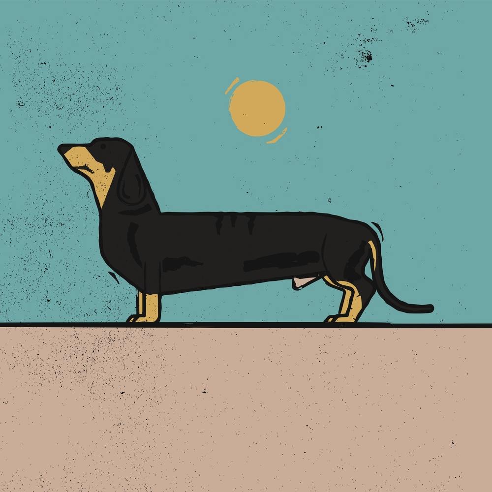 Dachshund