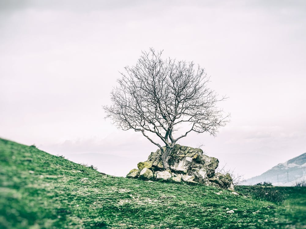 Tree On Rocky Outcrop Georgia