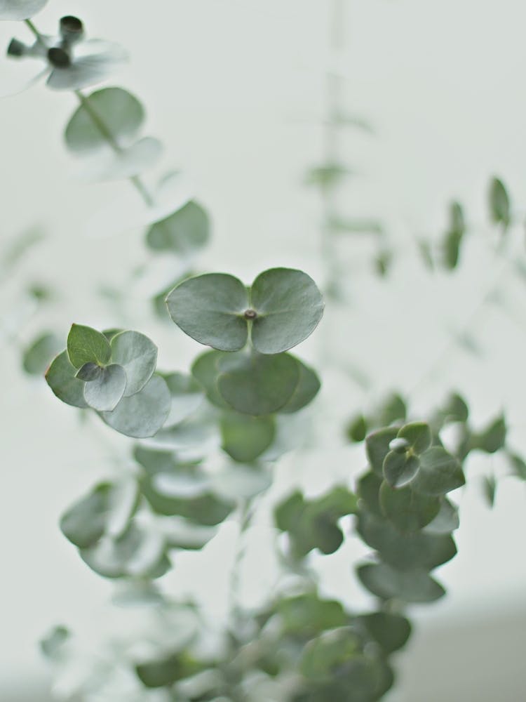 Eucalyptus II Greenery I in