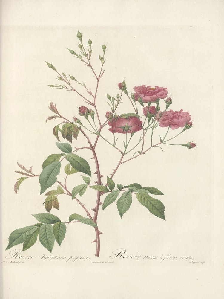 Rose Illustration, Pierre Joseph Redoute, Pierre Joseph Redoute(128)