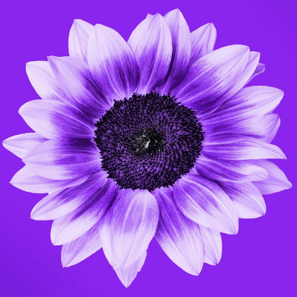 Violet Sunflower Square