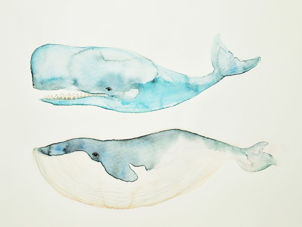 Whales