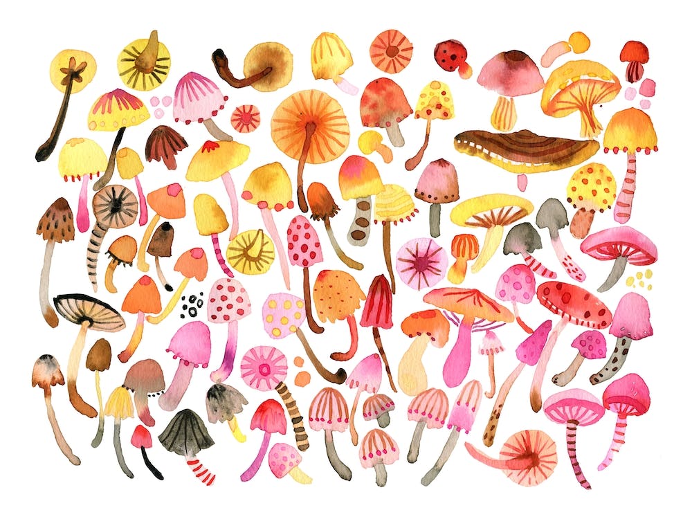 Forest Mushrooms