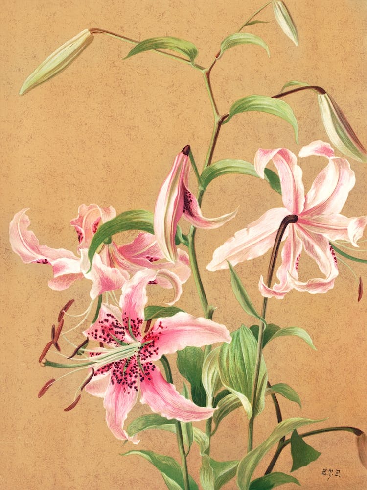Lilies No 5 Prang & Co