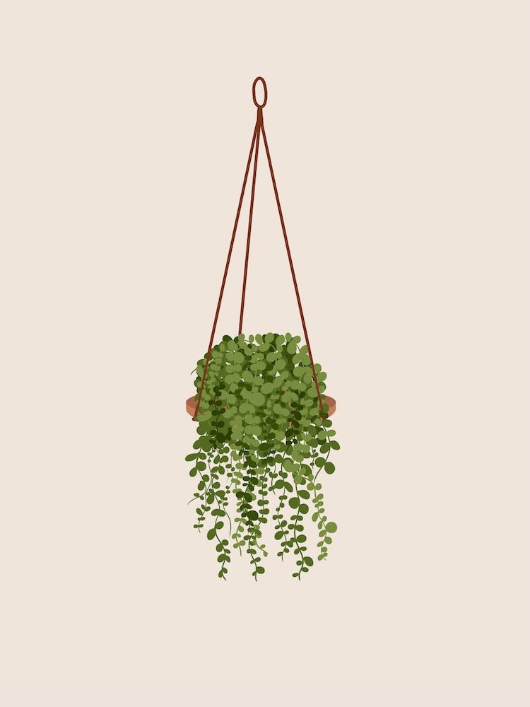 Hanging Peperomia Plant